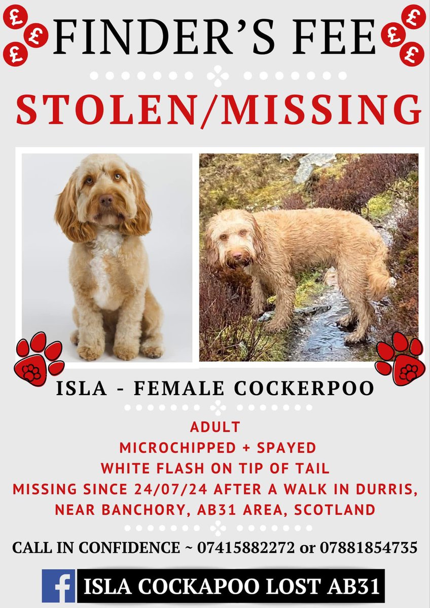rosiedoc666's tweet photo. #StolenDogHour
FINDERS FEE 💰 OFFERED FOR INFO LEADING TO SAFE RETURN OF ISLA
#Cockapoo missing since 24/7/24
Is she lying low somewhere? In your area?
#Durris nr #Bancory #AB31
KEEP 👀 OPEN pls #Aberdeen
https://t.co/S9XC1N0NYg
@LindaK89229939 @02031961pat @RachaelB100 https://t.co/IOCKg2mwPW