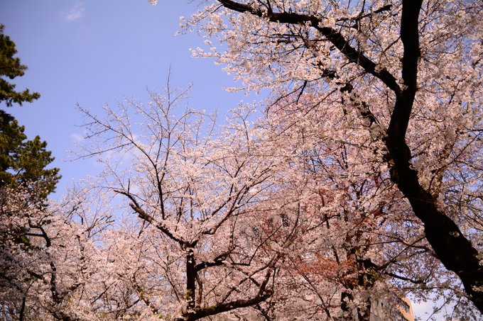 東京の桜が良い感じでした🌸 