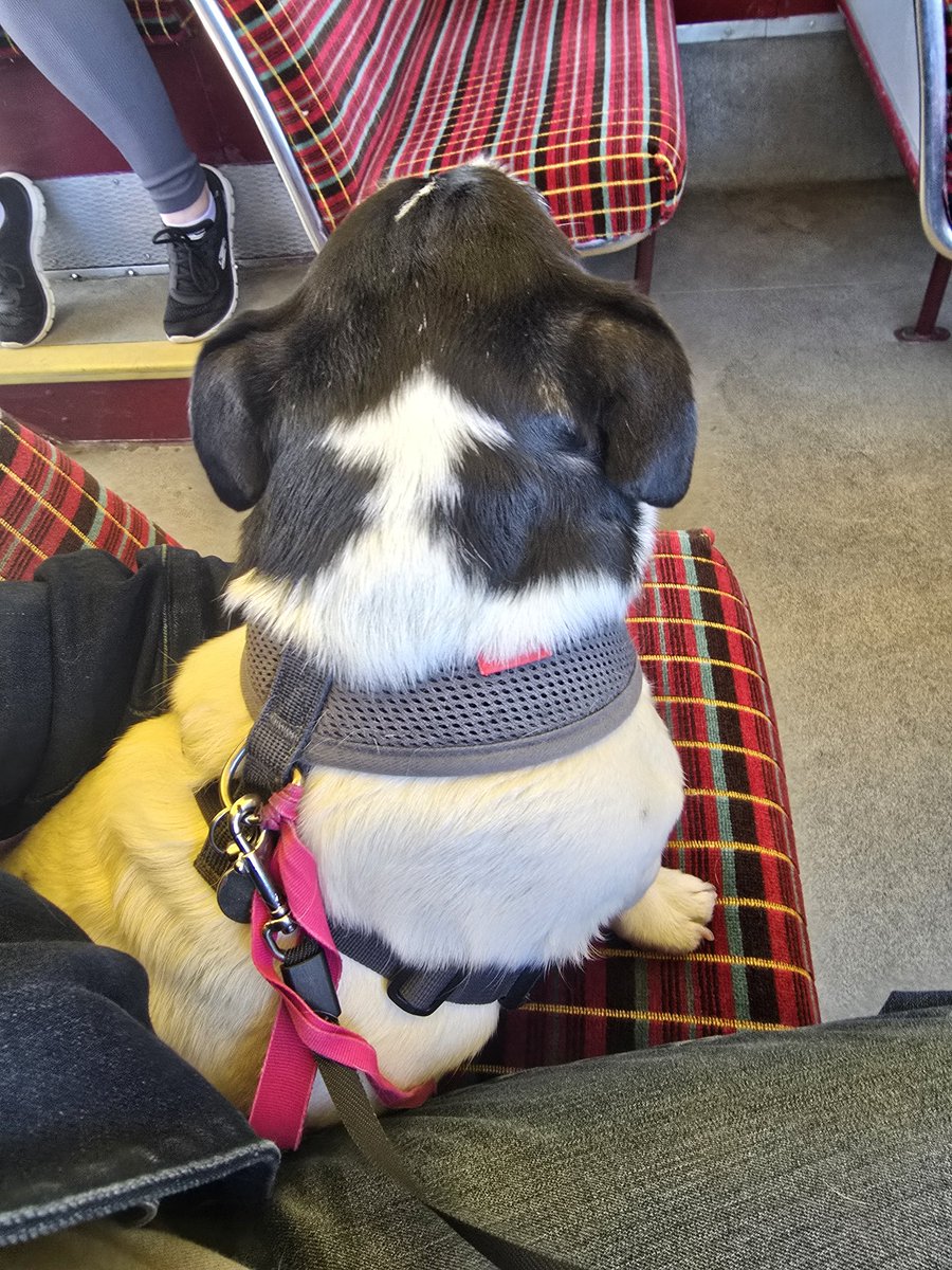 Ralph has been on 2 routemaster buses today. He approves.