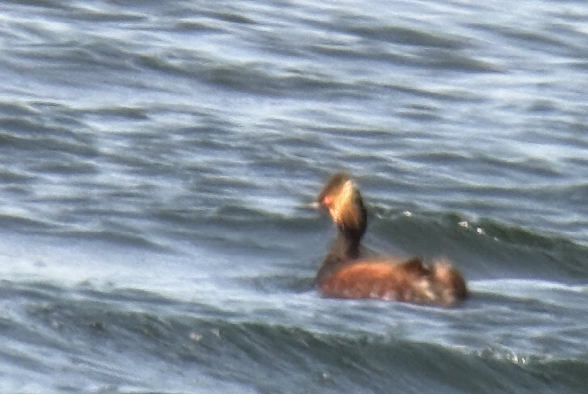 Rick Bolton (@sandgrouse01) on Twitter photo A nice few hours birding Ardmore today. Black-necked Grebe still present, digiscoped in breezy conditions, GN diver and single sandwich tern were both Clyde year ticks for me. <a href="/Clydebirding/">Clyde Birding</a> A nice few hours birding Ardmore today. Black-necked Grebe still present, digiscoped in breezy conditions, GN diver and single sandwich tern were both Clyde year ticks for me. <a href="/Clydebirding/">Clyde Birding</a>