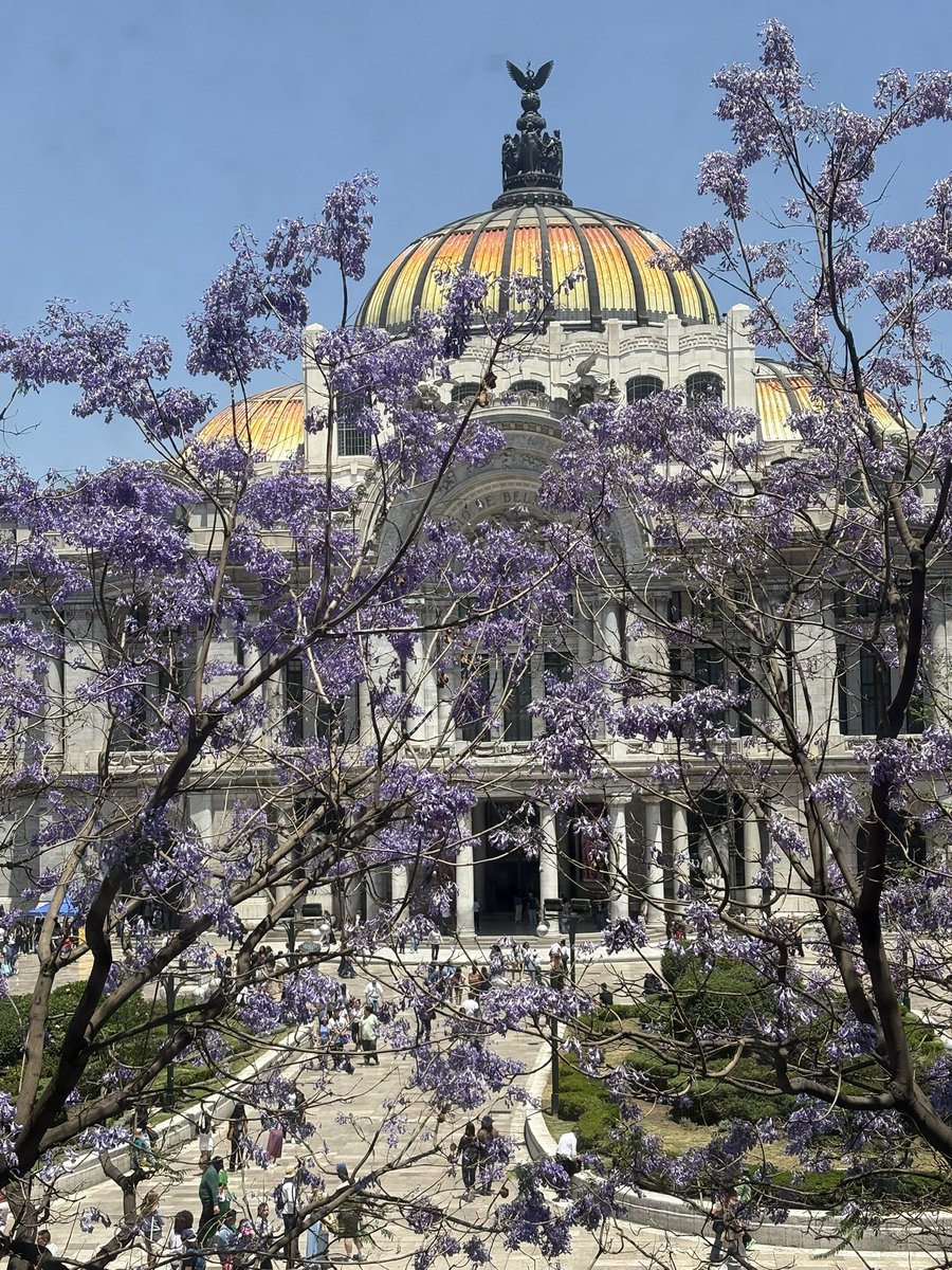 manu_pg's tweet photo. #JacarandaAzteca @RicardoBSalinas @MLMSalinas @JorgeNikaidoB 

Foto tomada desde uno de los ventanales del 2 piso de Sears  frente a bellas artes el día sábado 5 de abril 2025  ✌🏻 https://t.co/lszEij7Dhp