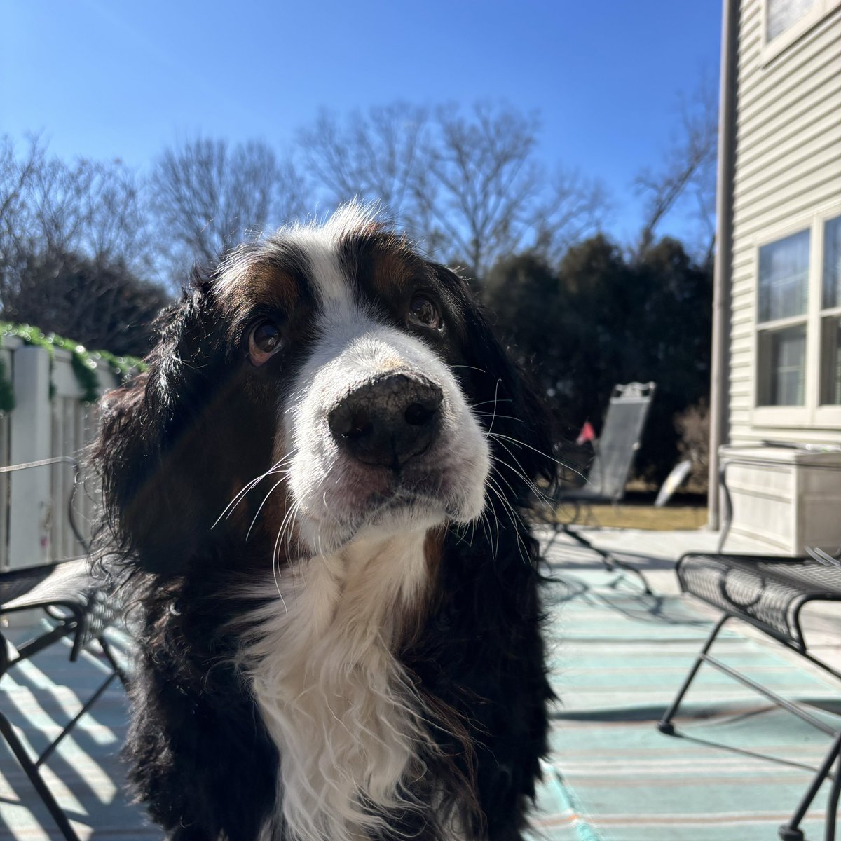 maggie_bernese's tweet image. happy sunny sunday ☀️💛

#DogsofTwittter #DogsOnTwitter #bernesemountaindog #cutedogs #DogLover #spring #sundayvibes #SundayMorning #puppyeyes #boop