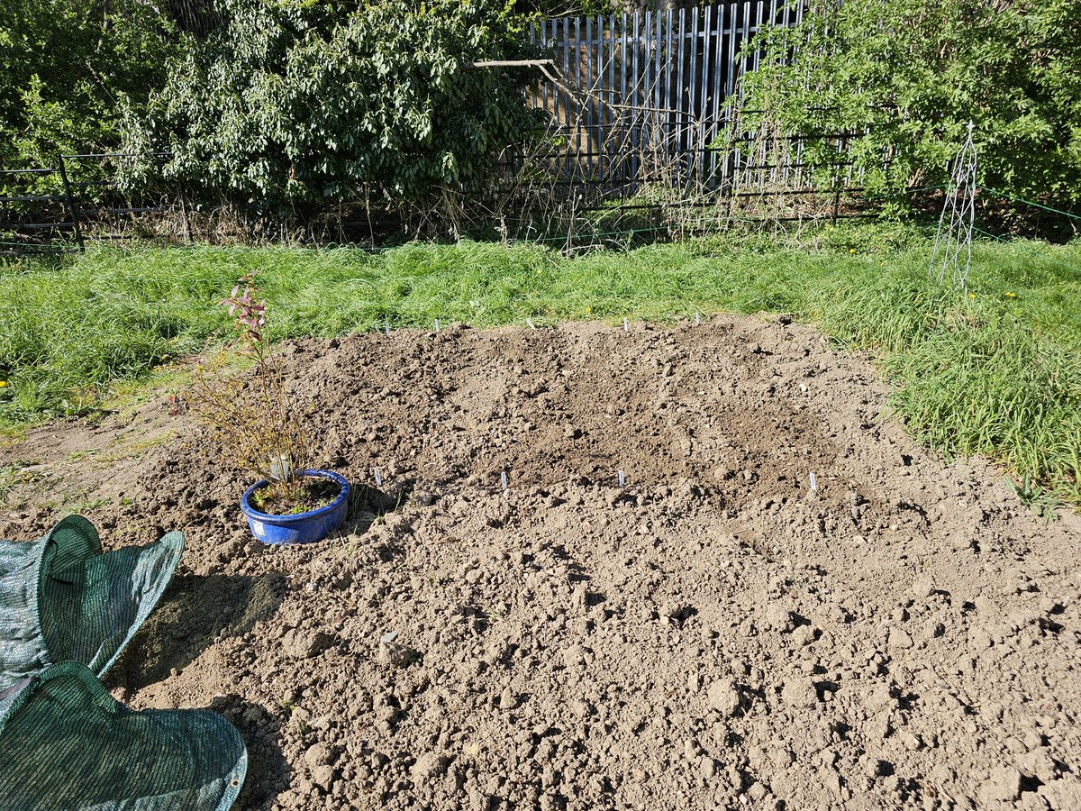 A lovely sunny Sunday pottering around in the allotment. More of it cleared, still away to go yet. Still managed to start the planting. 
Time to tidy everything away and then some light refreshments.
<a href="/The_RHS/">The RHS</a> <a href="/AllotmentsUK/">Allotments UK</a>
