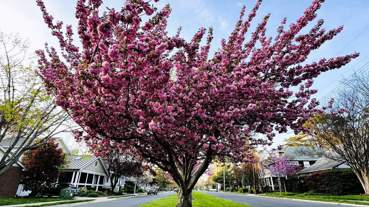 Spring pruning will take place Monday, April 7 to Thursday, April 10 throughout the city. Pruning will take place on the following streets and avenues: Third, Fourth, Park, Kent, 5th, Sussex, Cookman, Dover and Rehoboth
