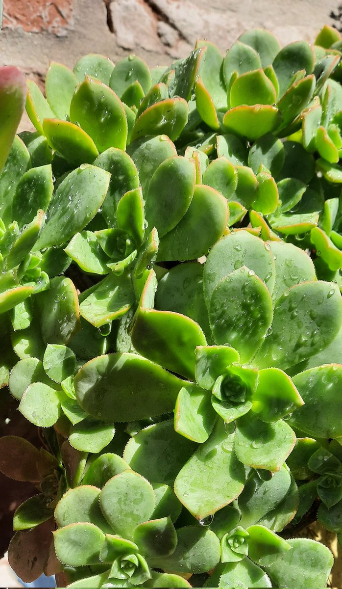 Buen día, bellezas! Les deseo un maravilloso domingo de flojera! Espero que descansen bien y repongan las energías para la semana uvu 

Les paso fotitos de algunas de mis plantitas ✨️ amo regarlas 💕

Después debería mostrarles mis 15 macetas con morrones 👀 ya cosecha varios