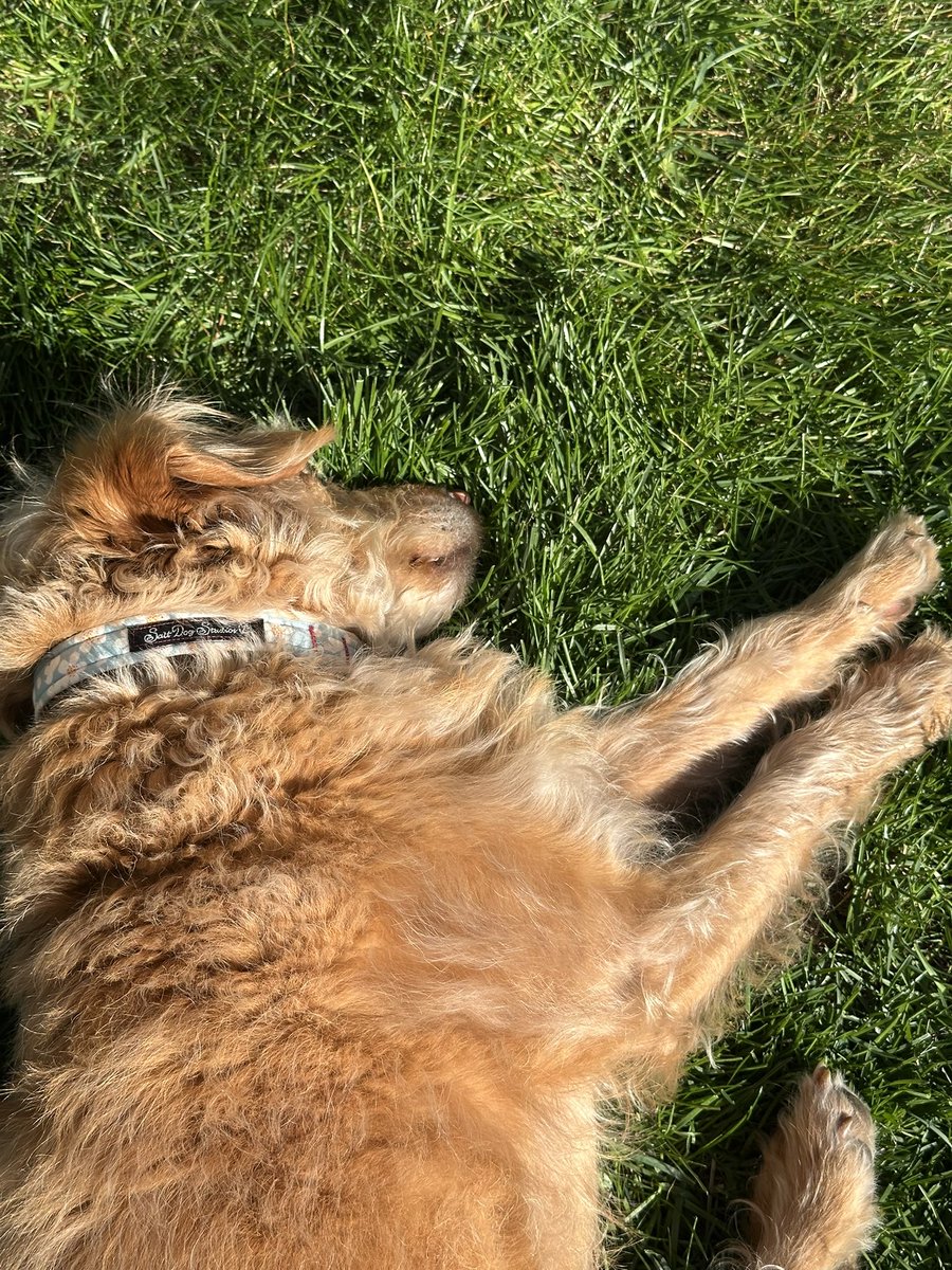 Enjoying myself out in the garden 🪴 ❤️nothing like the smell and feel of sunshine on the grass