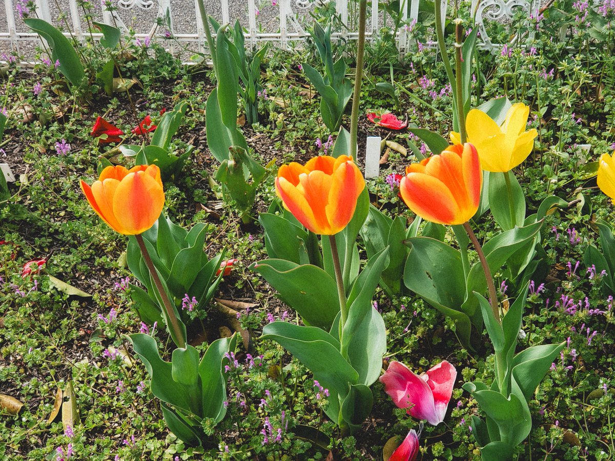 He_ga_data's tweet image. 🌷🌷🌷