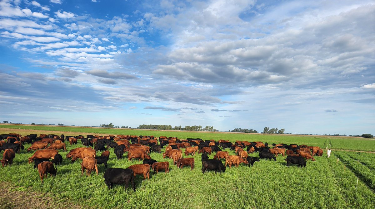"El tipo puede cambiar de todo: de cara, de casa, de familia, de novia, de religión, de Dios... Pero hay una cosa que no puede cambiar: su pasión."
#gentedepastos #campoargentino #Alfalfa #L920