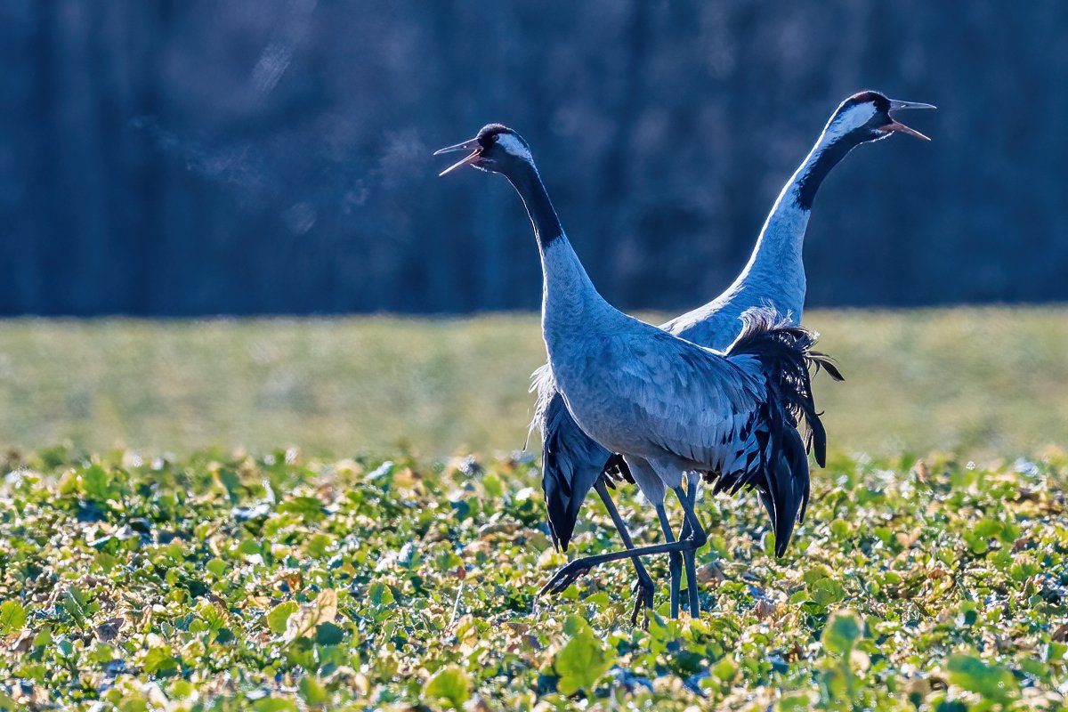 Dzestrs rīts Skrundas apkārtnē. Dzērvēm karsta dziesma rīta agrumā.