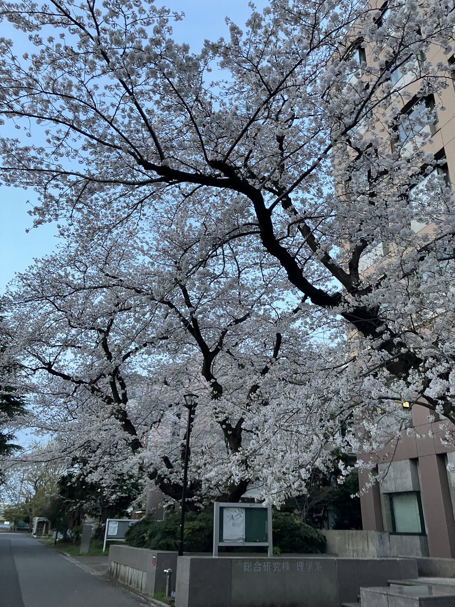 新入生の皆さん！
本日4/7はサークルの日となってます。
トライアスロン部は図書館前の語らいの森スペースにてビラ配りや質問対応等行ってます。
お花見ついでに是非お越しください！！

#春から千葉大　#サークルの日
