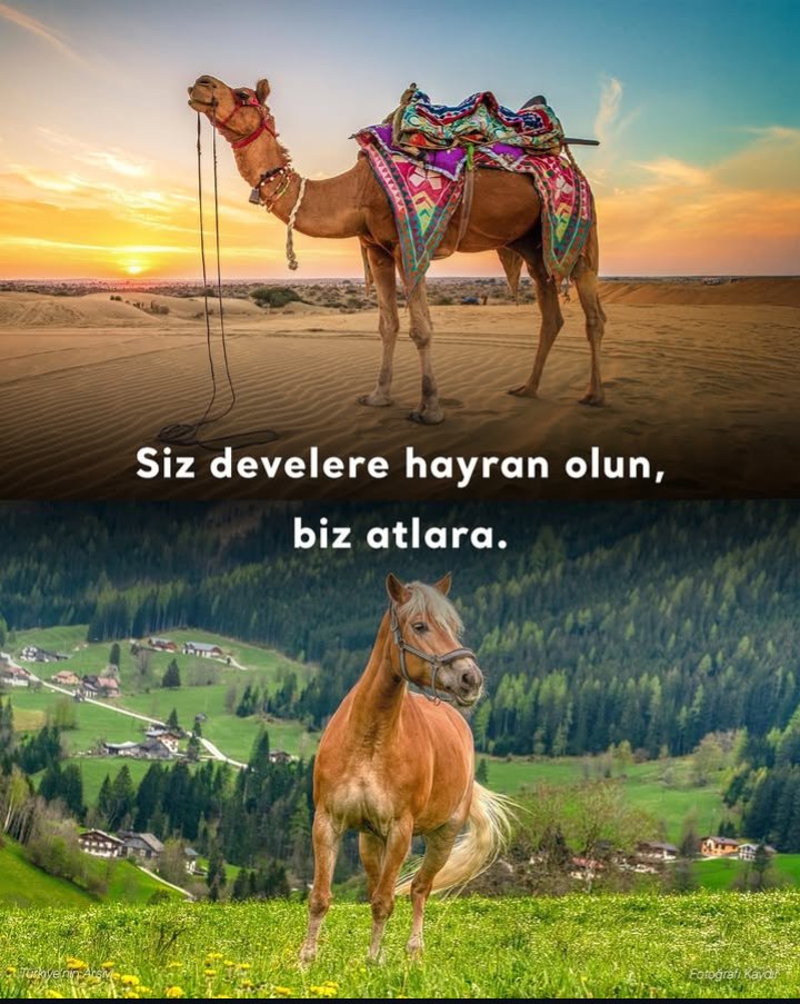 Siz develere hayran olun,biz atlara.