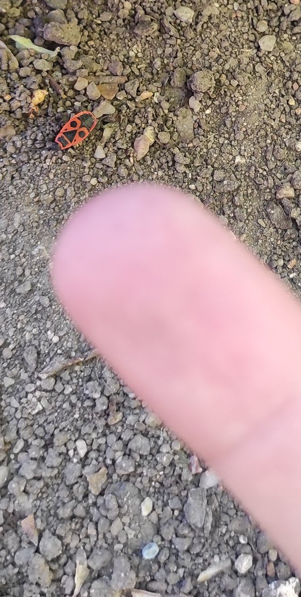 Brossadents's tweet image. Acab fils de pute