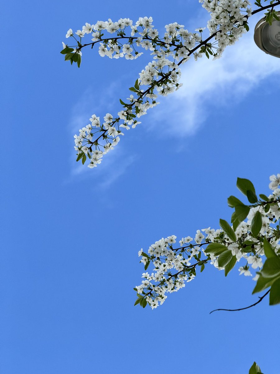 seviyorum; 
baharını, mavisini, yeşilini, çiçeğini, havasını…