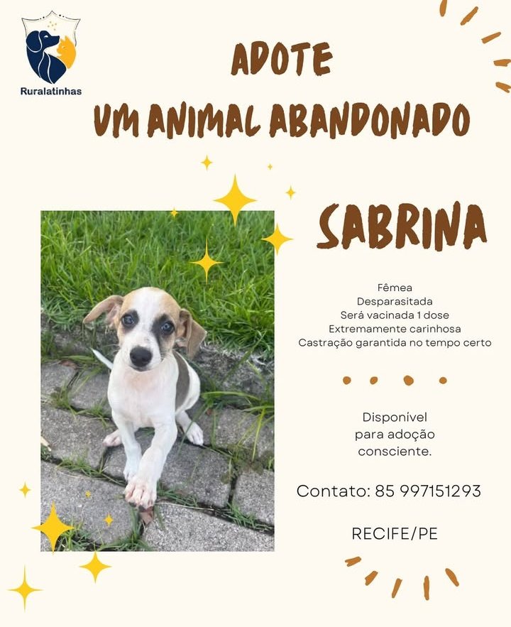 🏠 ADOÇÃO 
UFRPE - RECIFE