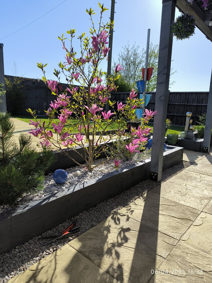 The garden is coming along lovely