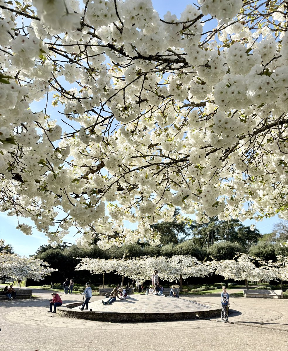 Full bloom 🌸