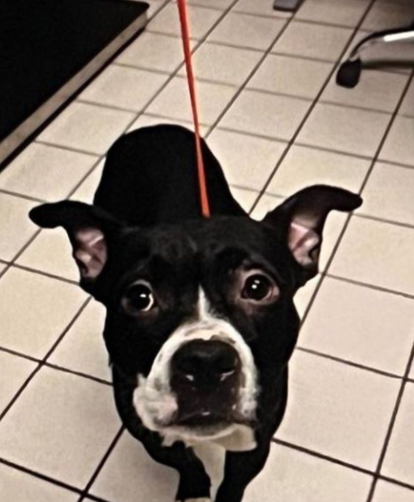 Dexter was a shelter favorite at Pinellas County Animal Shelter <a href="/PinellasGov/">Pinellas County</a> Domingo Rodriguez adopted this handsome, friendly young dog, tortured him, cut off his head and dumped his corpse in a mangrove swamp. Jail for a year is not enough, Florida. #justiceforDexter 
<a href="/peta/">PETA</a>