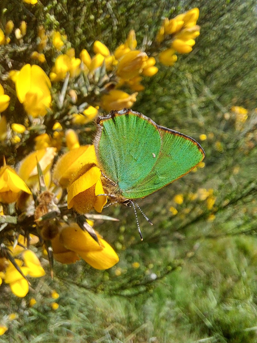 Magnifique observation du Thècle de la ronce que l’on appelle aussi Argus vert (Callophrys rubi) . Espèce précoce qui hiverne au stade nymphale pour s’envoler au printemps. A observer en ce moment!
inpn.mnhn.fr/espece/cd_nom/…