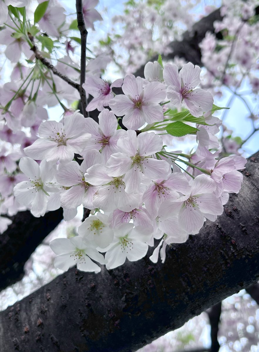 Tantan8325's tweet image. "The beauty of cherry blossoms lies in their fleeting fall.
Their graceful dance captivates everyone who sees it.
In the transience of things, we find a gentle sense of beauty."
- Tantan
〜 Spiritual Beauty 〜
Cherry blossoms