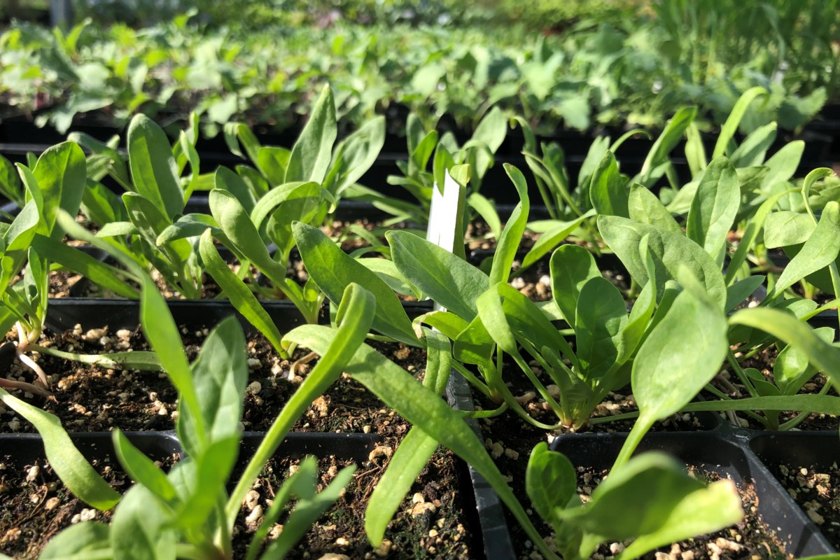 Minter: Get lettuce, onions, potatoes and spinach in the ground dlvr.it/TK0334