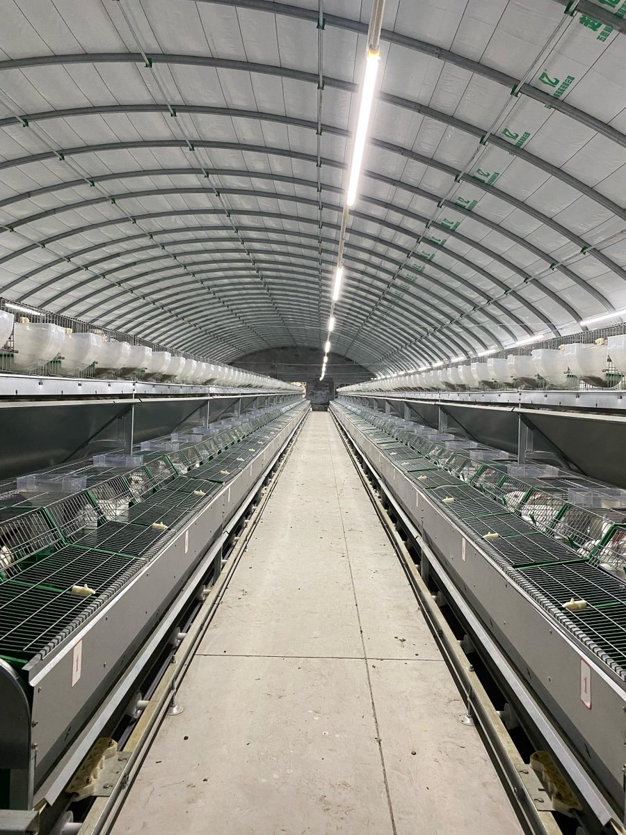 AgriHopper's tweet image. Color Code for Cage Hygiene
🟢 Cleaned today
🟡 Cleaned this week
🔴 Clean me now!
Use color-coded tags on cages for easy hygiene tracking.
Clean cages = 40% fewer disease cases
#FarmHack #SmartManagement #AgriHopper