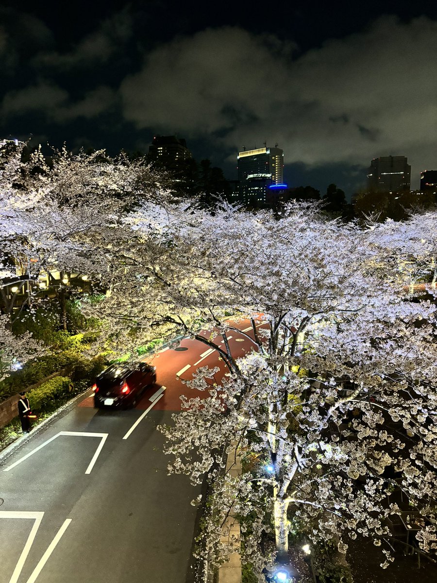 無事に男と夜桜かましてきた。