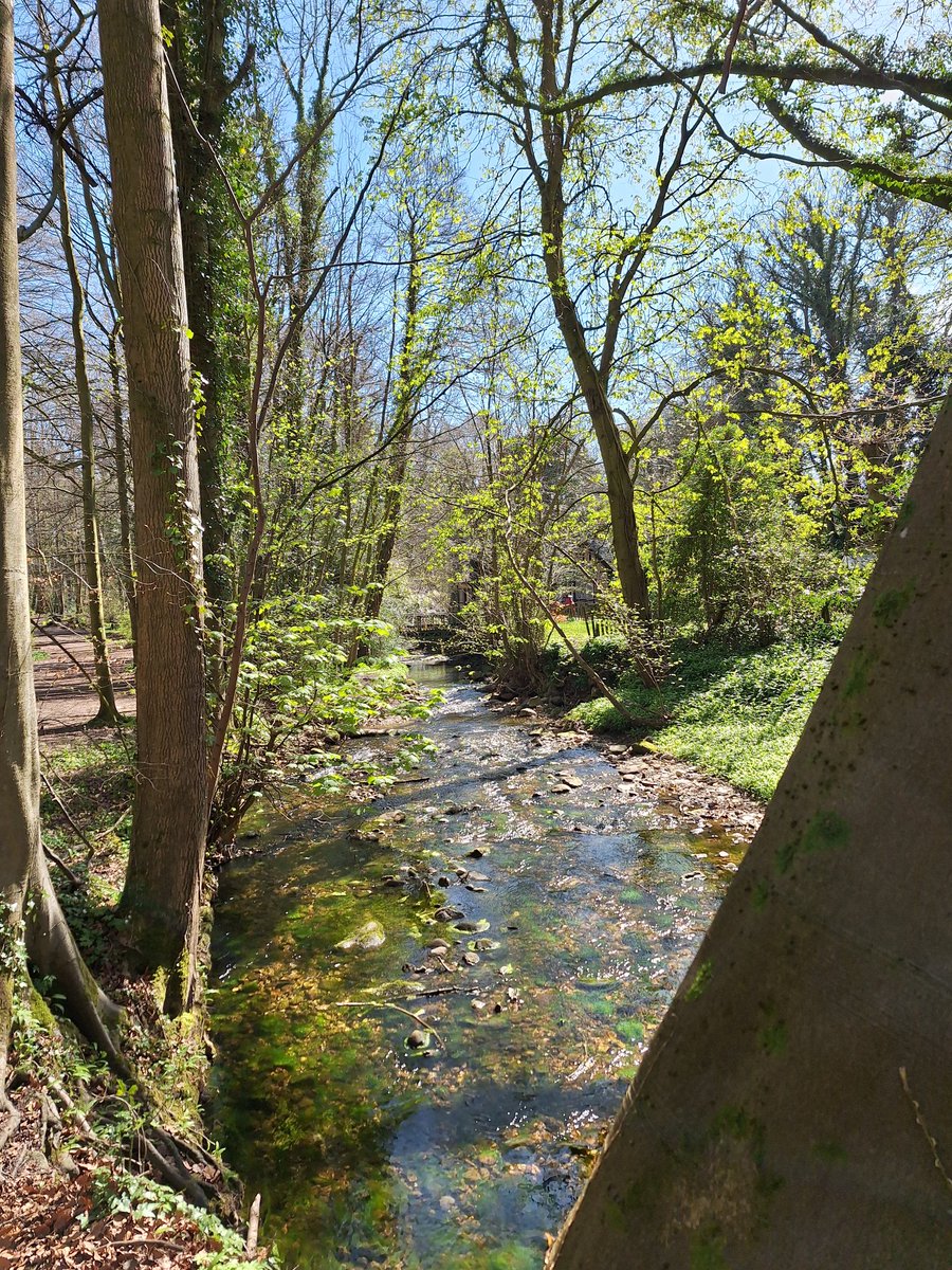birdcampics's tweet image. Gorgeous spring walk today #NantMill #Wrexham