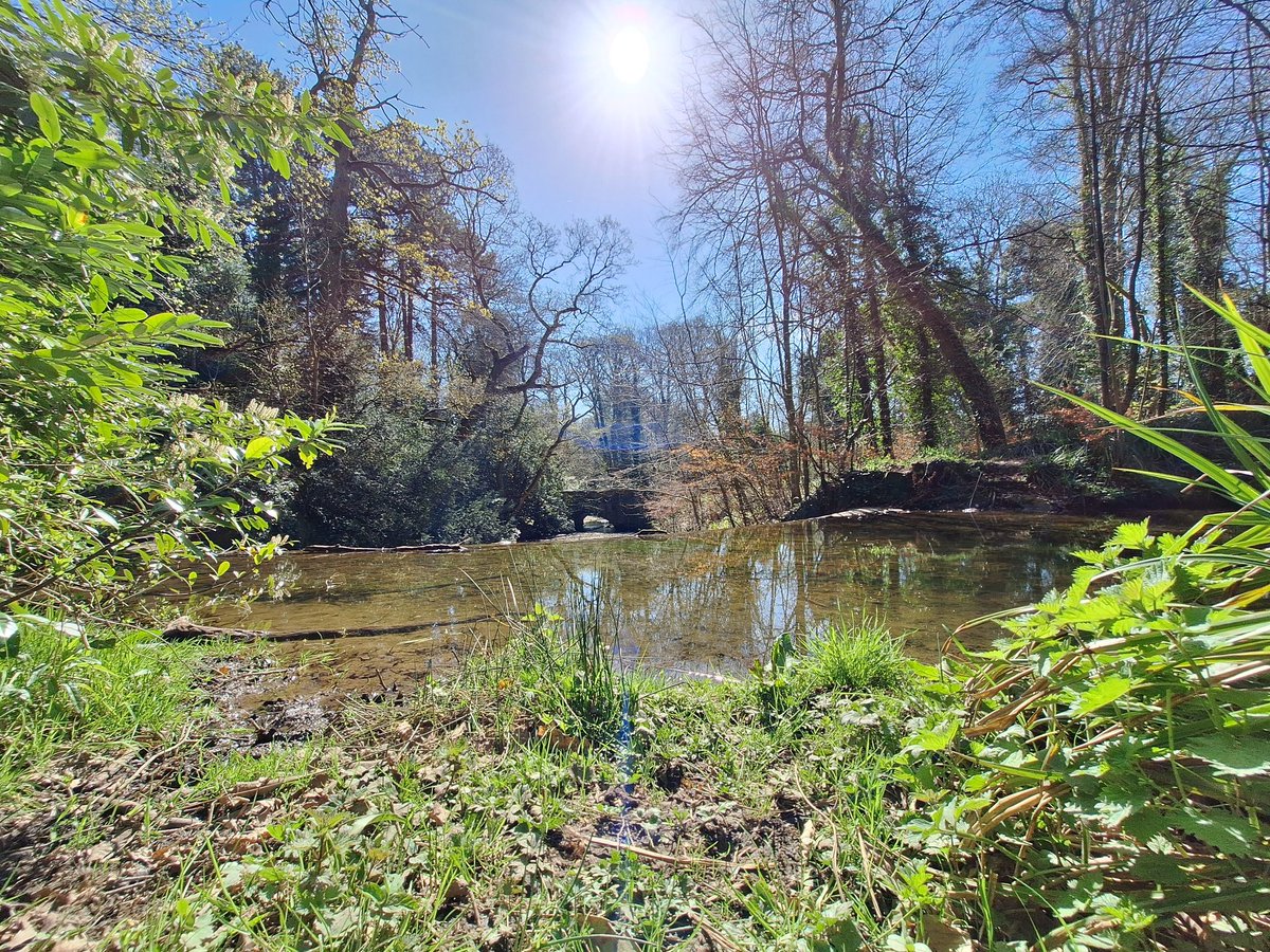birdcampics's tweet image. Gorgeous spring walk today #NantMill #Wrexham