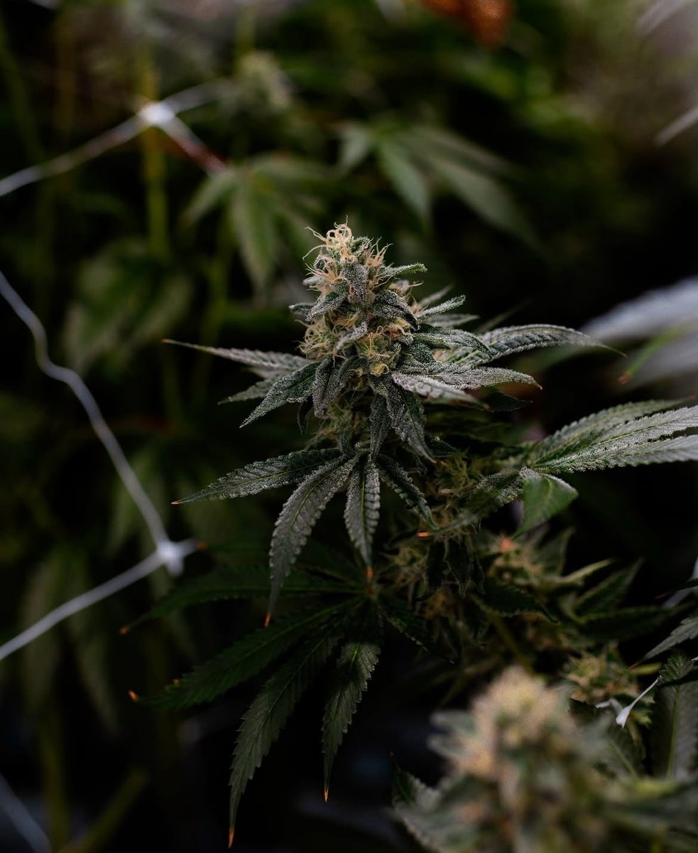 ShowGrow Las Vegas tweet media