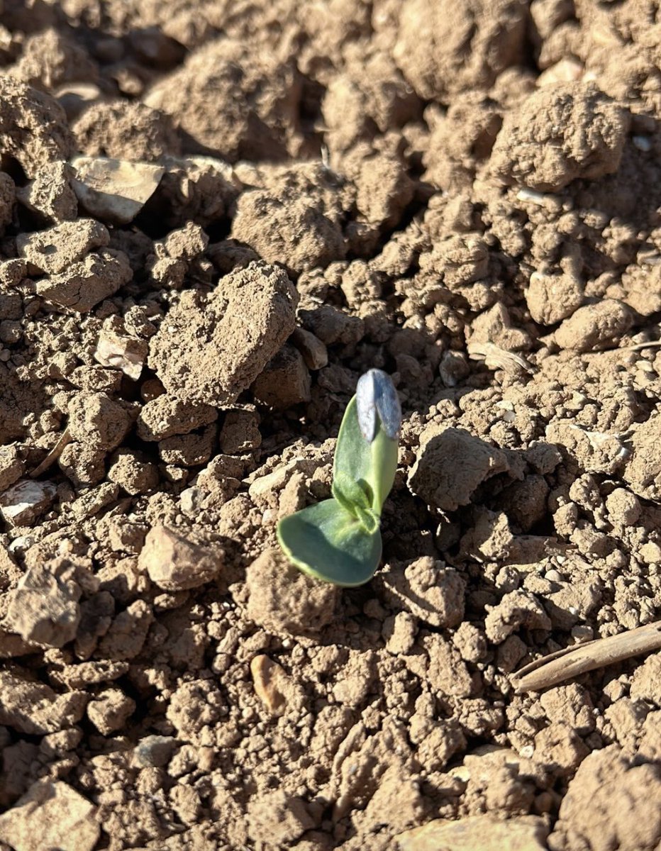 J’ai mis en service mon effaroucheur, 60km/h à 2km, les 🐦 n’aiment pas 👋🏼