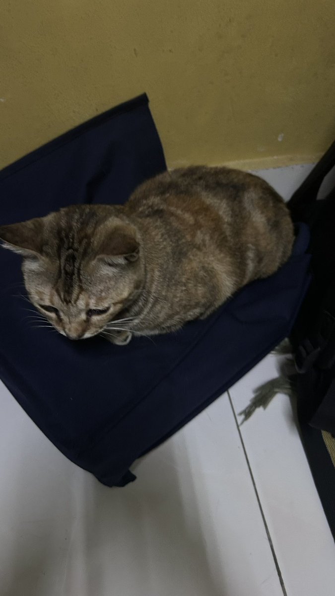 xdcat (@xdcatsmeow) on Twitter photo 