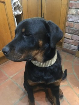 millypod1's tweet photo. 🆘3 MAR 2025 #Lost ROSIE #ScanMe #Tagged #STOLEN?? Black &amp; Tan Rottweiler Female
Thorpe Dales #ThorpeStPeter #Skegness #Lincolnshire #PE24
https://t.co/xnXMRngYZK https://t.co/Xw9YmvT0ng