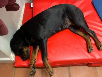 millypod1's tweet photo. 🆘3 MAR 2025 #Lost ROSIE #ScanMe #Tagged #STOLEN?? Black &amp; Tan Rottweiler Female
Thorpe Dales #ThorpeStPeter #Skegness #Lincolnshire #PE24
https://t.co/xnXMRngYZK https://t.co/Xw9YmvT0ng