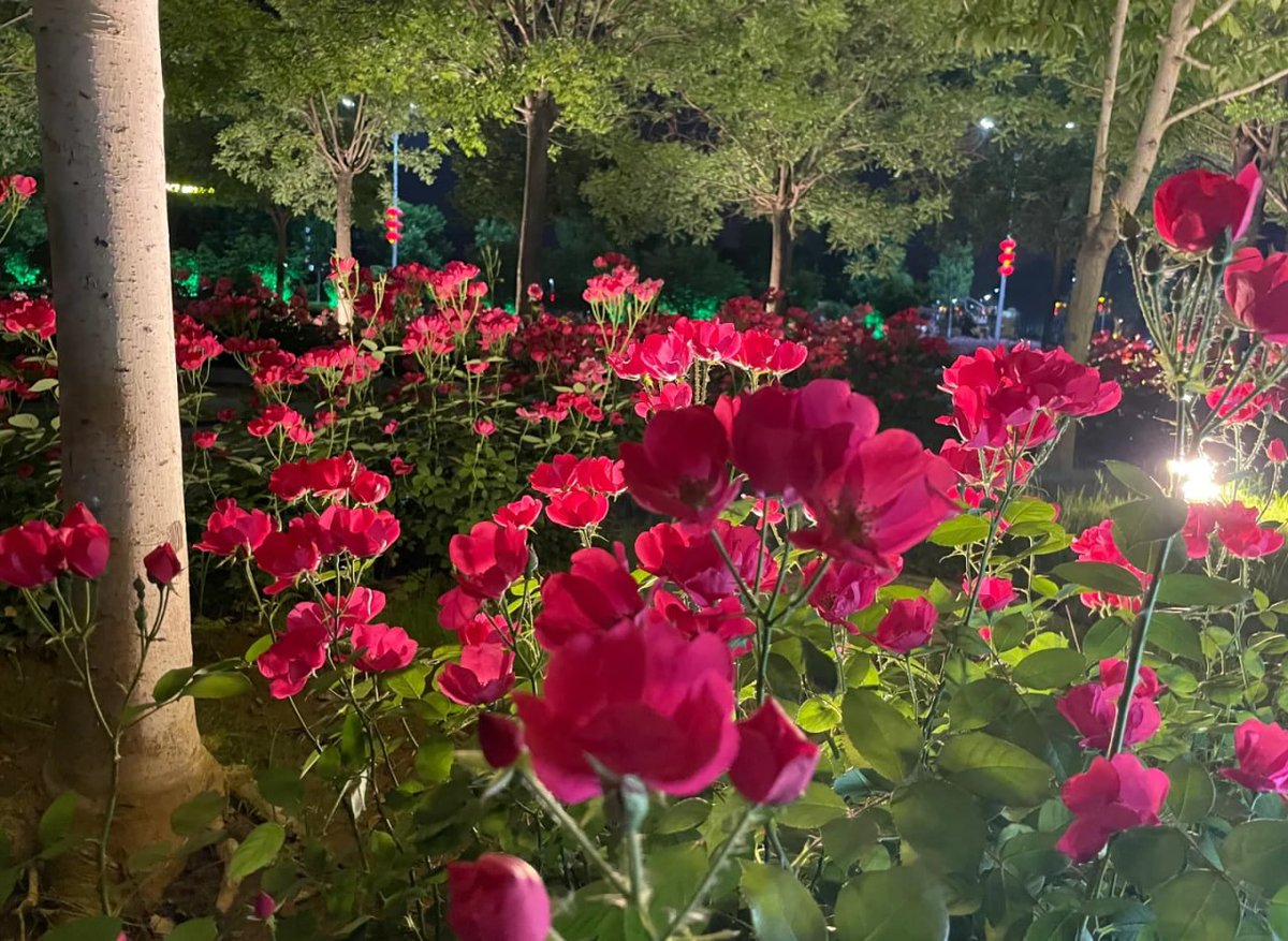 ✨夜の庭園で、ライトに照らされたバラ🌹がとても魅力的✨そよ風が吹くたびに、まるで彼らのささやきを聞いているような気分🌙💫