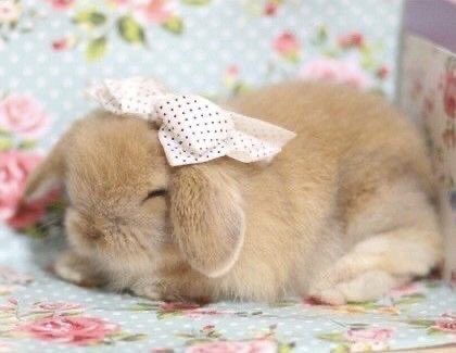 tiny bunnies with adorable little accessories are sooooo me