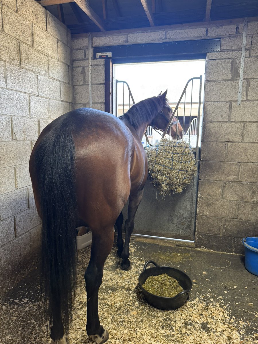 I have been at Brickfields for 4 whole weeks now and can confirm I am officially settled in and completely in charge of my snacking and snoozing schedules butt I do not appreciate Small Human KEEPS brushing all my hard earned muds off though. 🥕