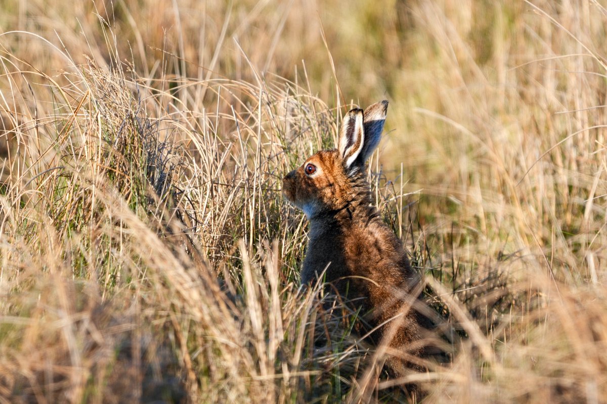 Whiskymad Birder (@whiskymad) on Twitter photo Spotted this beautiful Hare hiding in the long grass this evening <a href="/LoveBallymena/">Love Ballymena</a> <a href="/ILoveLarne/">I Love Larne</a> <a href="/BBCSpringwatch/">BBC Springwatch</a> <a href="/UlsterWildlife/">Ulster Wildlife</a> <a href="/Irishwildlife/">Irish Wildlife Trust</a> <a href="/wildlife_uk2/">Wildlife Sightings 2</a> <a href="/wildlife_news/">Wildlife News</a> <a href="/wildlife/">wildlife</a> <a href="/NiEnvironment/">Environment NI</a> Spotted this beautiful Hare hiding in the long grass this evening <a href="/LoveBallymena/">Love Ballymena</a> <a href="/ILoveLarne/">I Love Larne</a> <a href="/BBCSpringwatch/">BBC Springwatch</a> <a href="/UlsterWildlife/">Ulster Wildlife</a> <a href="/Irishwildlife/">Irish Wildlife Trust</a> <a href="/wildlife_uk2/">Wildlife Sightings 2</a> <a href="/wildlife_news/">Wildlife News</a> <a href="/wildlife/">wildlife</a> <a href="/NiEnvironment/">Environment NI</a>