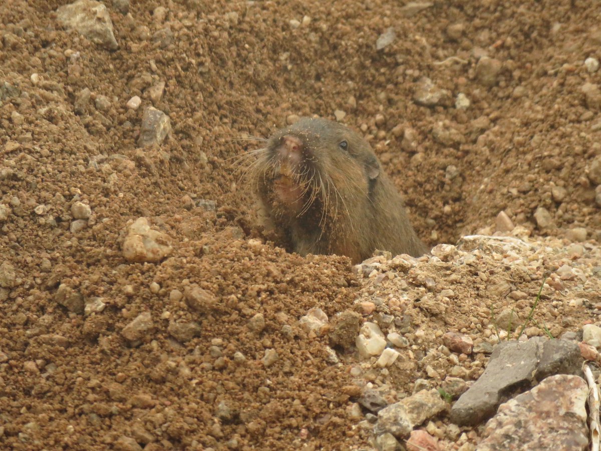CrytzerFry's tweet image. You guys! That little, old-man FACE! Botta's pocket #gopher's are so destructive, but my enjoyment watching them shove dirt from their holes far outweighs their aeration activities.
