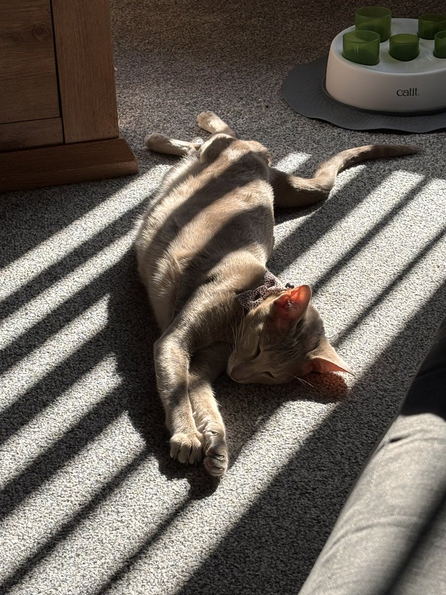Ahsoka_Butters's tweet image. A little sleeping beauty! 🐈😍 #sleepingbeauty #sleepinglady #sleepingkitty #sunkitty