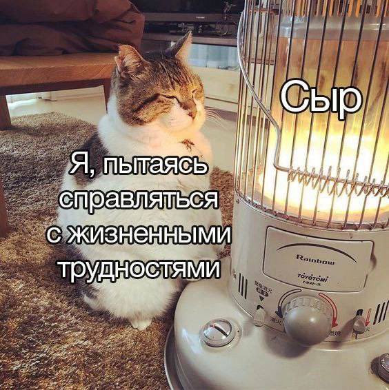 chitititibird's tweet photo. Так, ладно, давайте разбавим мои пиздострадания и мрачные мировые новости весельем.

У меня есть подруга, которая обожает сыр. 90% нашей переписки — мемы про сыр, которые я ей отправляю.

Так что это тред сырных мемов👇 https://t.co/uXrkBWEpvb