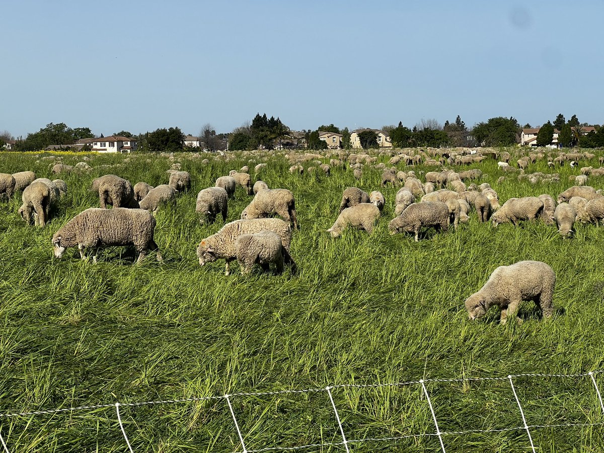 CM_LisaKaplan's tweet image. The sheep mowing North Natomas Regional Park can now be found on the northwest portion. It’s a beautiful day to walk around the park and say hi to them from a distance. Also say hi to our amazing students in L&amp;amp;L. @TheCityofSac #parks #sheep #studentlearning