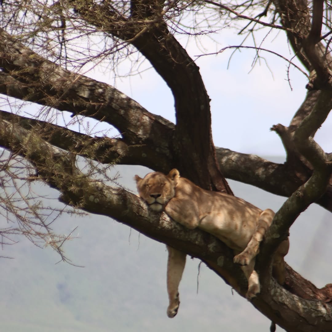 VisitTanzania1's tweet photo. Lazy Sunday at Serengeti National Park https://t.co/RzcnD3WMDC