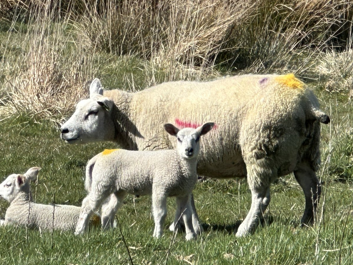 Spring had arrived. The lambs are out and are chillin. 😎 🧡🌞