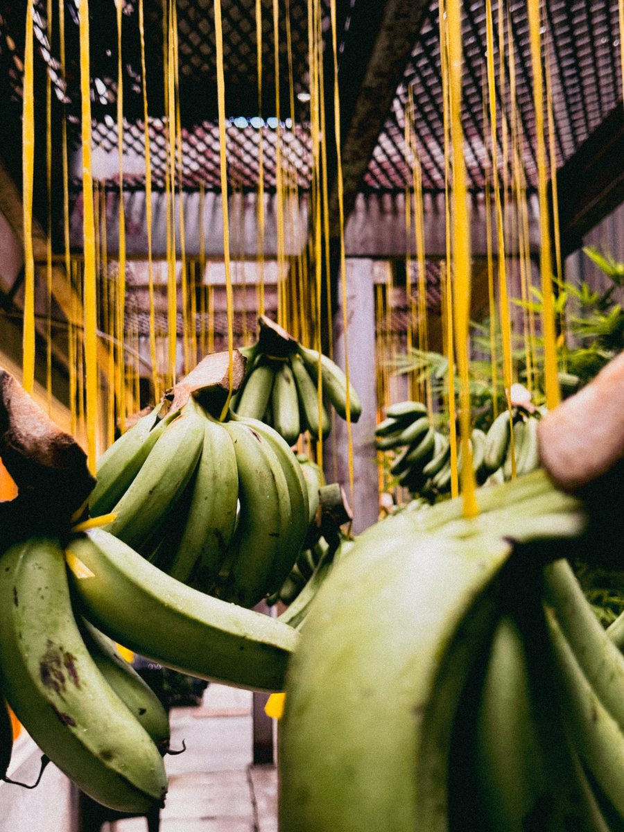 GM, 

500 legends showed up and Ape Carnival ate. 🍌