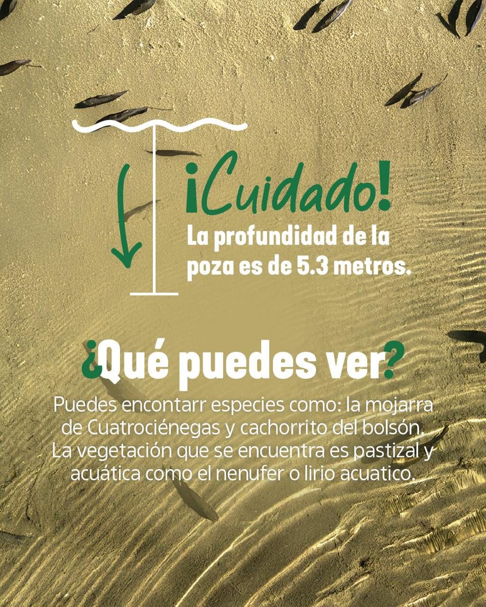 Coahuila's tweet photo. ¡En Coahuila hay plan!
Descubre la Poza Azul en Cuatro Ciénegas. Naturaleza que sorprende, colores que enamoran.

#EnCoahuilaHayPlan #CoahuilaPaDelante #APasosDeGigante #SorpréndeteConCoahuila https://t.co/4brBX1R6O9