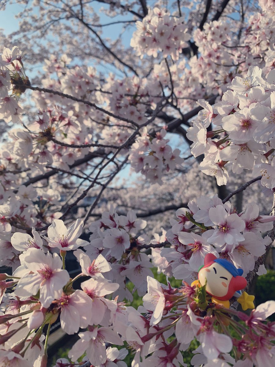 桜の木にわどちゃん乗せた！かわいい(*´`)