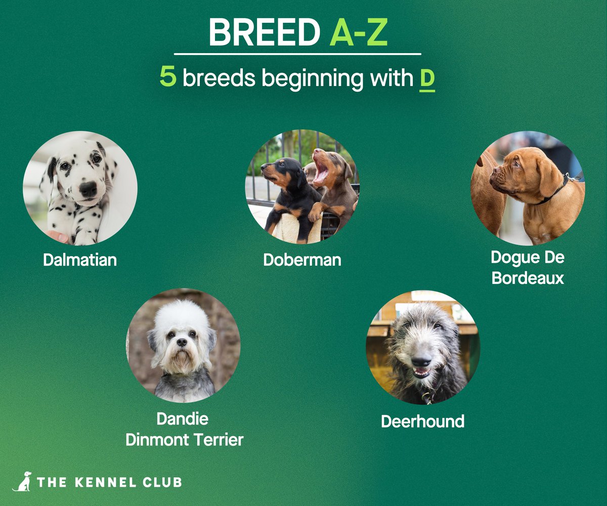 The Kennel Club tweet media