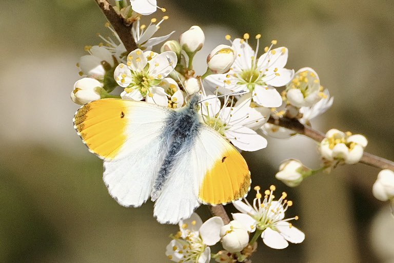 Heather England (@heather24623189) on Twitter photo Orange tip on Blackthorn.. such a beautiful Butterfly on an equally simple but stunning blossom <a href="/savebutterflies/">Butterfly Conservation 🦋</a> Orange tip on Blackthorn.. such a beautiful Butterfly on an equally simple but stunning blossom <a href="/savebutterflies/">Butterfly Conservation 🦋</a>