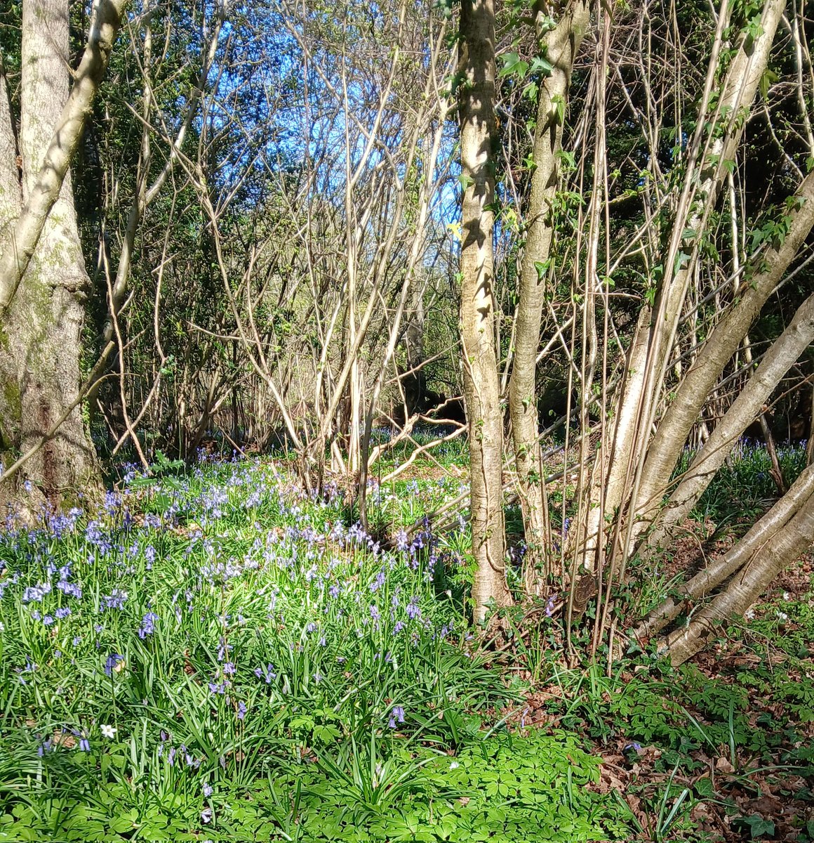 Fab circular walk round Marwell and Owlesbury, including some great bluebell woods worth a revisit (this one Austin's Copse). #spring