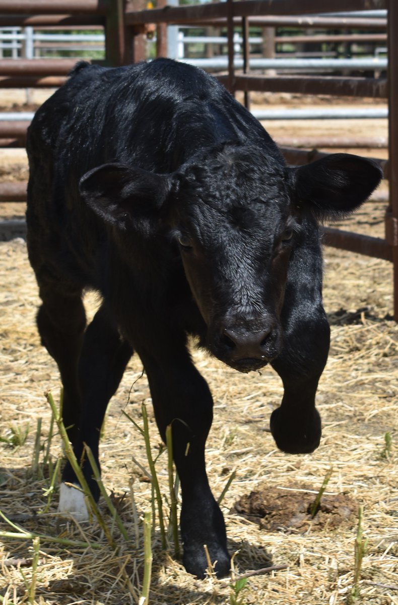 Prof Alison Van Eenennaam (@BioBeef) (@biobeef) on Twitter photo Registration is now open for the Transgenic Animal Research Conference (TARC XV) at Granlibakken in Tahoe City, CA August 10-14, 2025 featuring cutting edge research on transgenesis & gene editing in non-murine animals i.e. livestock, fish & poultry <a href="/ucanr/">Ag&Natural Resources</a> na.eventscloud.com/website/84261/… Registration is now open for the Transgenic Animal Research Conference (TARC XV) at Granlibakken in Tahoe City, CA August 10-14, 2025 featuring cutting edge research on transgenesis & gene editing in non-murine animals i.e. livestock, fish & poultry <a href="/ucanr/">Ag&Natural Resources</a> na.eventscloud.com/website/84261/…